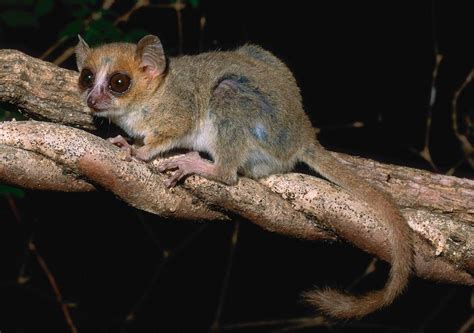 Madame Berthe's mouse lemur - Alchetron, the free social encyclopedia