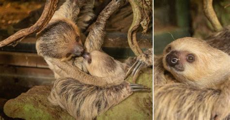 Baby Sloth Shares Adorable Moment With Mother At London Zoo