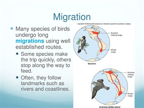 PPT - Birds PowerPoint Presentation, free download - ID:1090953