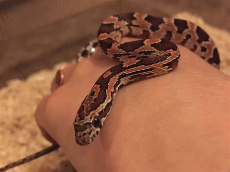 Beautiful baby corn snake for sale | in Bridgwater, Somerset | Gumtree