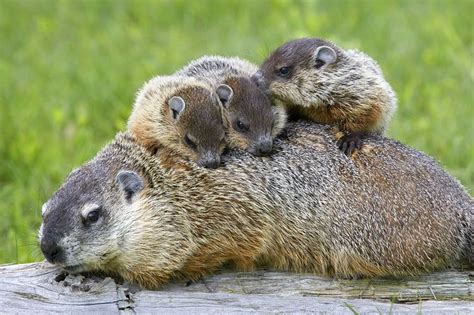 Murmeltierenfamilie | Baby groundhog, Groundhog day, Animals beautiful