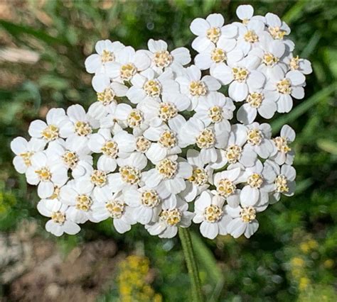 Achillea millefolium ‘Proa’BRIDAL WHITE YARROWSALE: Buy 1 get 2 packs - SeedScape