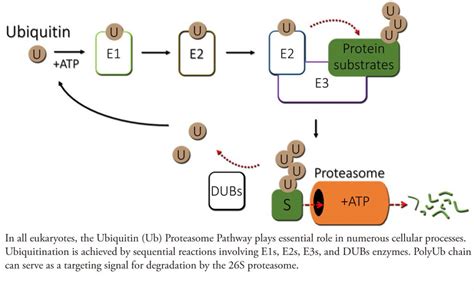 Ubiquitin Biology – Shabek Lab