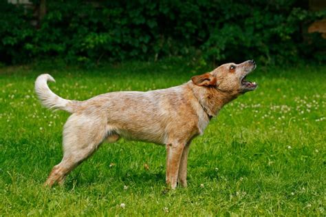 Best dog collars for barking: no-shock, humane deterrent