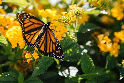 Le majestueux papillon monarque - Visiter le Mexique