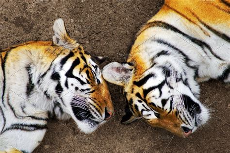 Bengal tigers sleeping