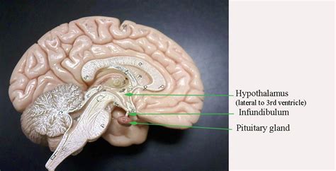 brain - Biology 160: Human Anatomy & Physiology) | Brain model, Brain anatomy, Anatomy