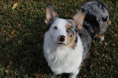 Auggie: Corgi Australian Shepherd Mix - ebknows