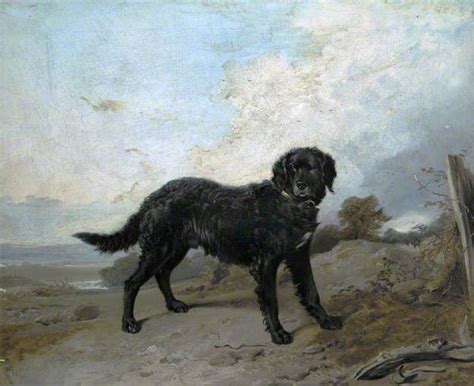 The Tweed Water Spaniel, or Tweed Spaniel, is a breed of dog extinct since the 19th century ...