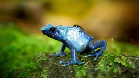 The Many Frogs of the Amazon Rainforest: A Comprehensive Guide - Fun Facts about the Tropical ...