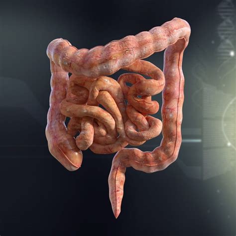 human intestines anatomy 3d model