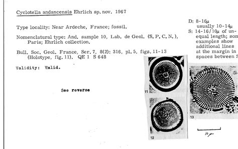 ANSP Diatom New Taxon File