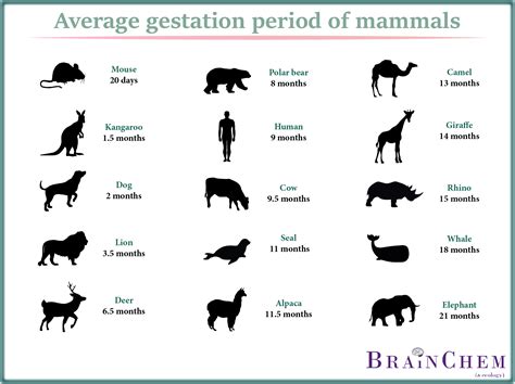 Pin by BrainChem on Animals | Gestation period, Animals, Mammals