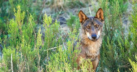 Iberian Wolf Portrait Environmental Conservation Ecotourism Photo ...