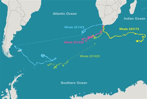 In Graphic Detail: The Longest Southern Right Whale Migration | Hakai ...