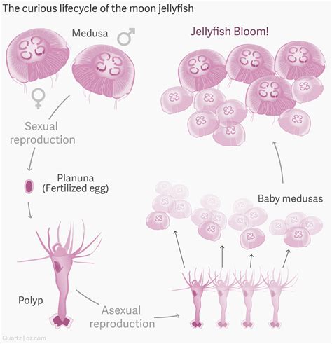 A jellyfish population surge in the Adriatic Sea can be traced back to a natural gas boom — Quartz