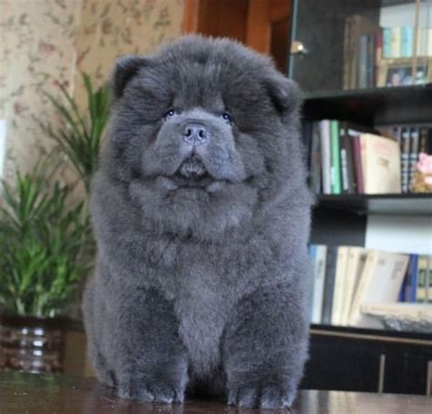 Blue Chow Chow puppy | Cute puppies, Fluffy dogs, Cute dogs