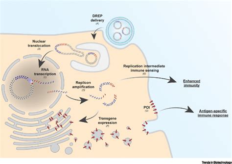 Schematic overview of heterologous gene expression using a... | Download Scientific Diagram