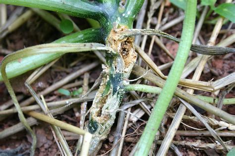 squash vine borer damage 2 « Walter Reeves: The Georgia Gardener