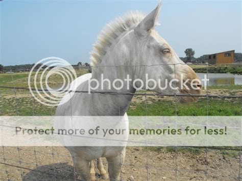 Albino Zebra Photo by graham4_photos | Photobucket