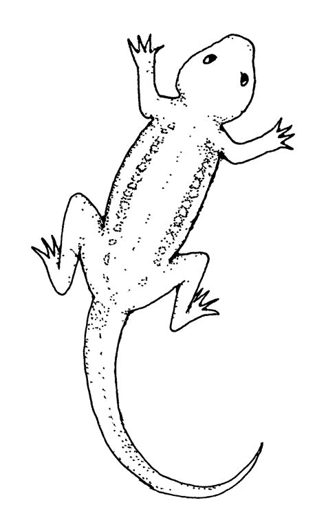 Free Printable Lizard Coloring Pages For Kids - Animal Place