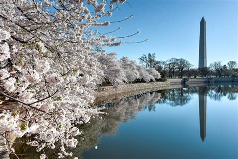 Premium Photo | Washington monument during the cherry blossom festival ...