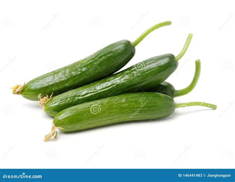 Lebanese Cucumber stock image. Image of object, cucumber - 146441483