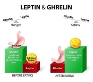 The Hypothalamus Controls Eating - Kinetic Rehab & Spine Bergen County