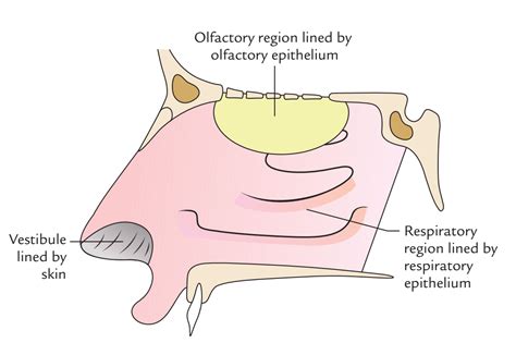 Easy Notes On 【Nasal Cavity】Learn in Just 4 Minutes! – Earth's Lab