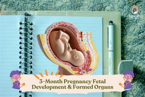 3-Month Pregnancy Fetal Development & Formed Organs