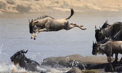 Following The Great Migration | Wildbeest Migration Safari