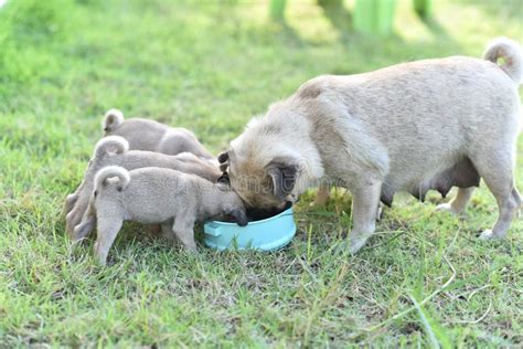 Puppy Brown Pug Eating Feed in Dog Bowl Stock Image - Image of allergy ...