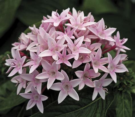 100 bulk seeds pelleted Pentas Starla Appleblossom | Wonderful flowers, Flower seeds, Shade plants