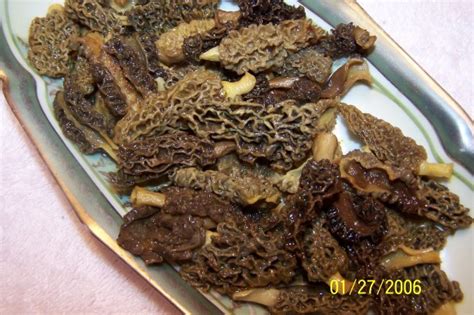 Dried Morel Mushrooms Recipe - Food.com