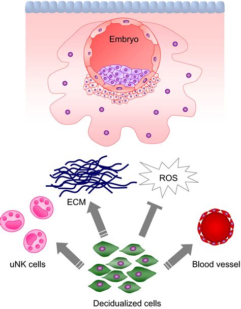 Decidualization of the human endometrium - Okada - 2018 - Reproductive Medicine and Biology ...