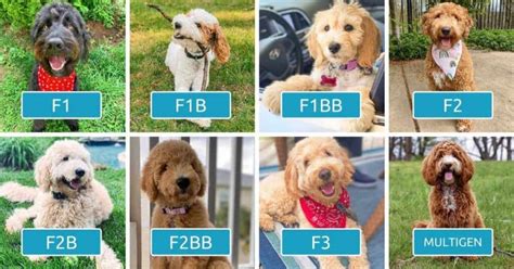 Goldendoodle Generations Explained (F1, F1B, F1BB, F2, F2B, F2BB, F3 ...