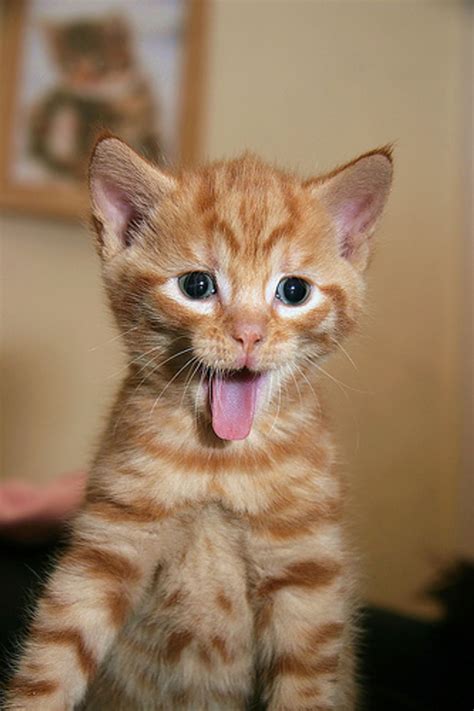 Video: Cute Jumping Kitten - Love Meow