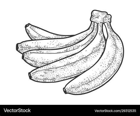 Bananas fruit sketch Royalty Free Vector Image