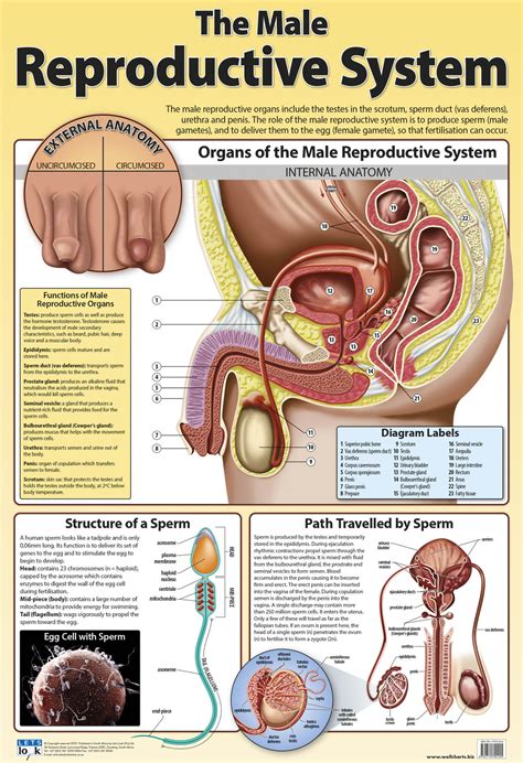 The Male Reproductive System - Lets Look