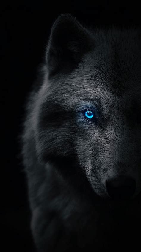 1080P Free download | Dark wolf, blue eye, half, animal, grey wolf, , wild HD phone wallpaper ...