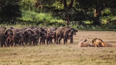 5-Serkan-Hussein-lions-with-buffalo-kill-and-herd-of-buffalo-Ngorongoro ...