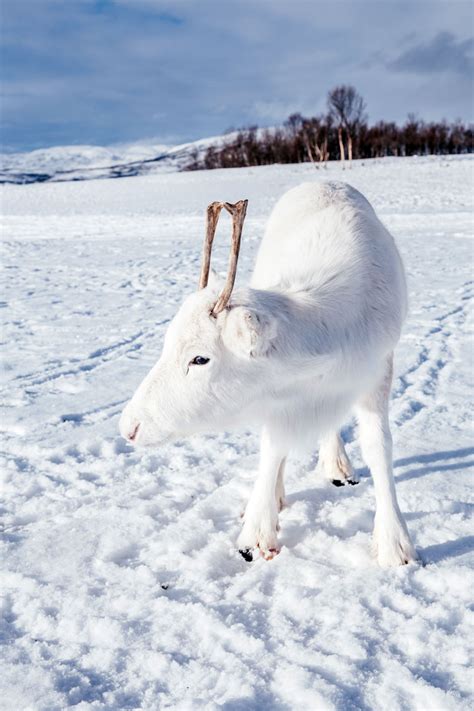 Photographer Captures Extremely Rare White Baby Reindeer While Hiking In Norway (6 Pics) | Bored ...