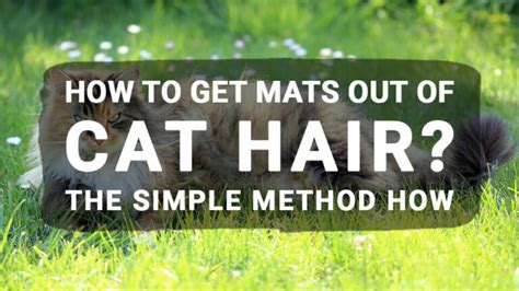 How to Get Mats Out of Cat Hair? The Simple Method How - Meowkai