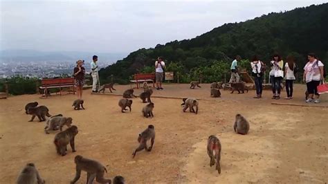 Arashiyama Monkey Park, feeding time - YouTube