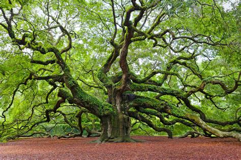 How To Identify Different Types Of Oak Trees