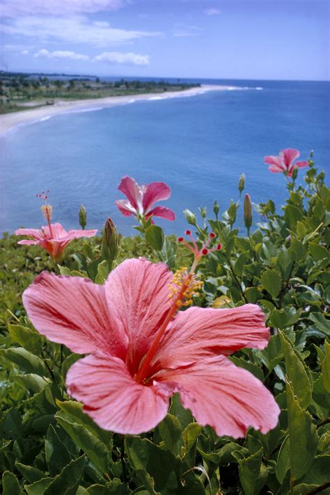 Hawaii, Pink Hibiscus Overlooking Beach B1589 - PacificStock