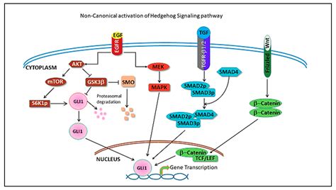 Cancer Signaling Pathways