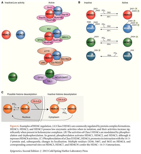 Erasers of Histone Acetylation: The Histone Deacetylase Enzymes