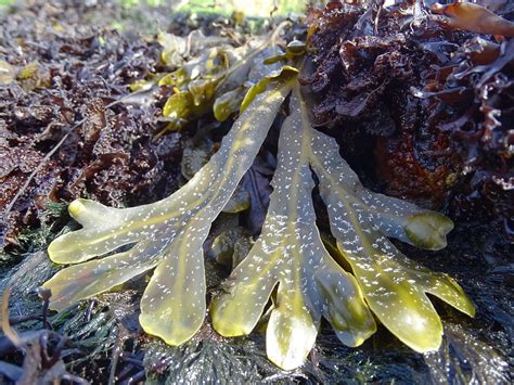 Fucus spiralis - Spiraltang | Spiraltang (Fucus spiralis) (c… | Flickr