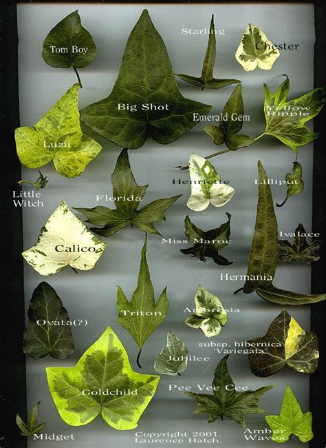 Hedera Helix Varieties - Explore Different Types of Ivy Plants